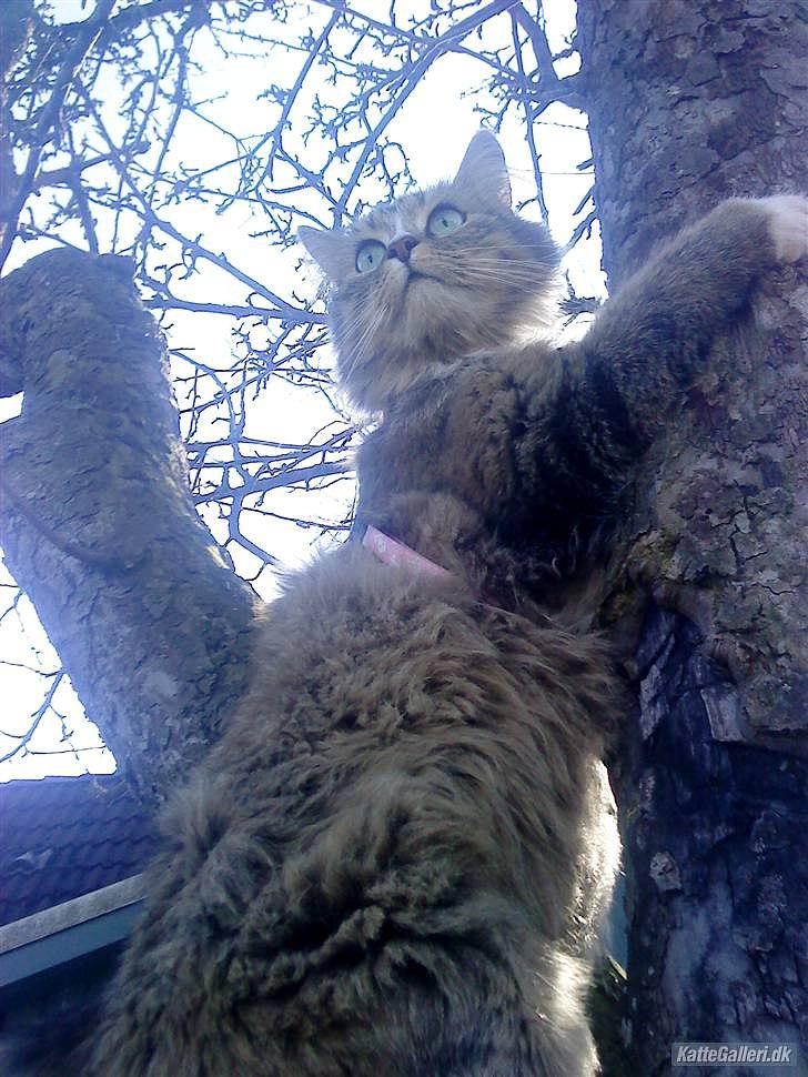 Blanding af racer Bailey Island billede 40