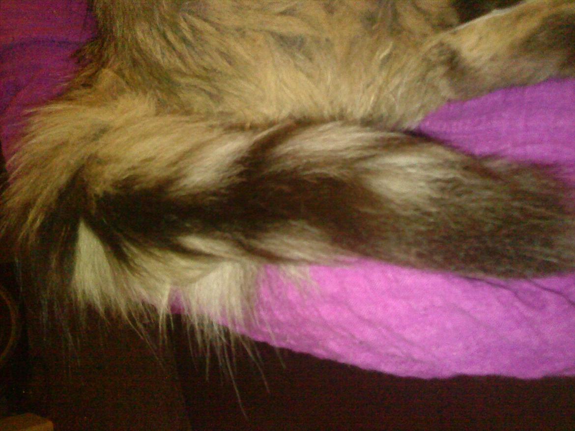 Blanding af racer Bailey Island billede 33