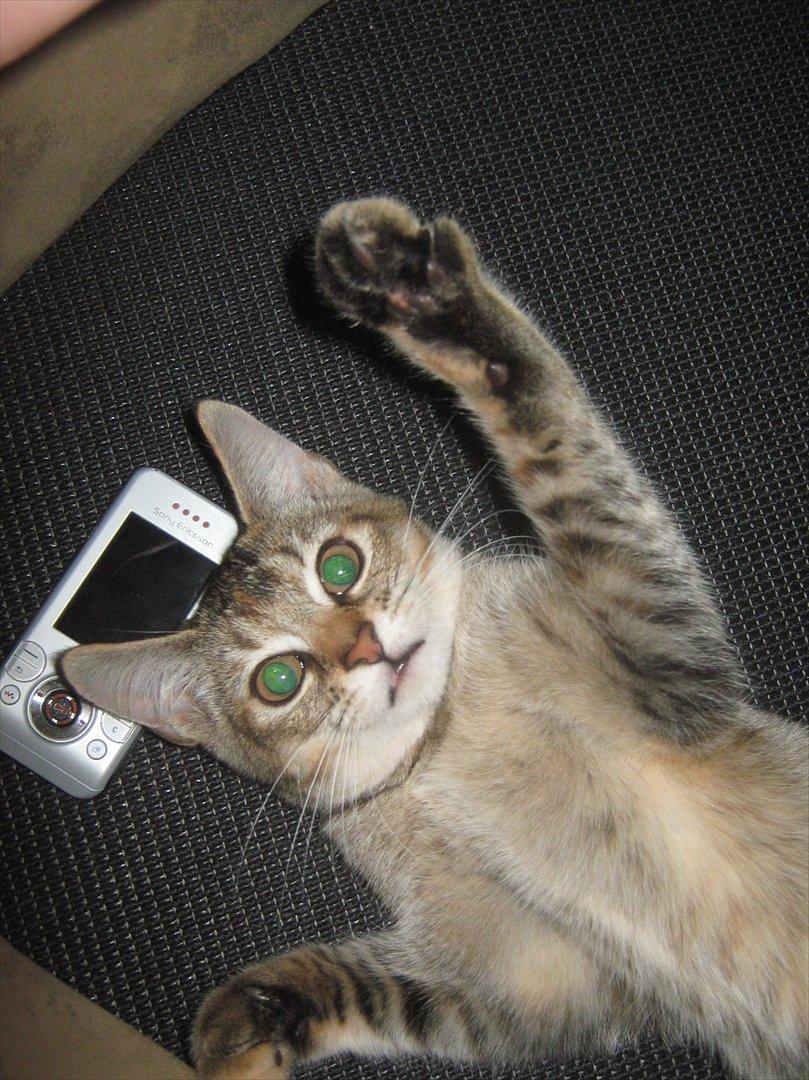 Huskat Coco billede 13