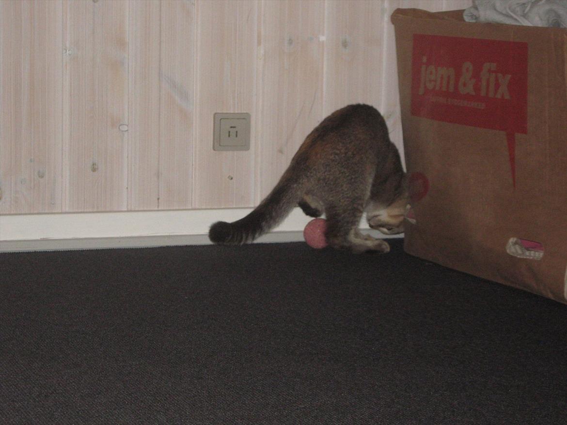 Huskat Coco billede 4