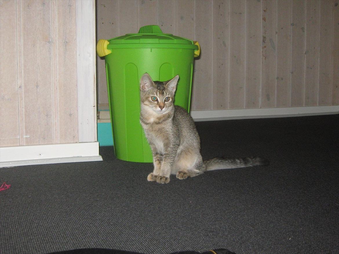 Huskat Coco billede 14