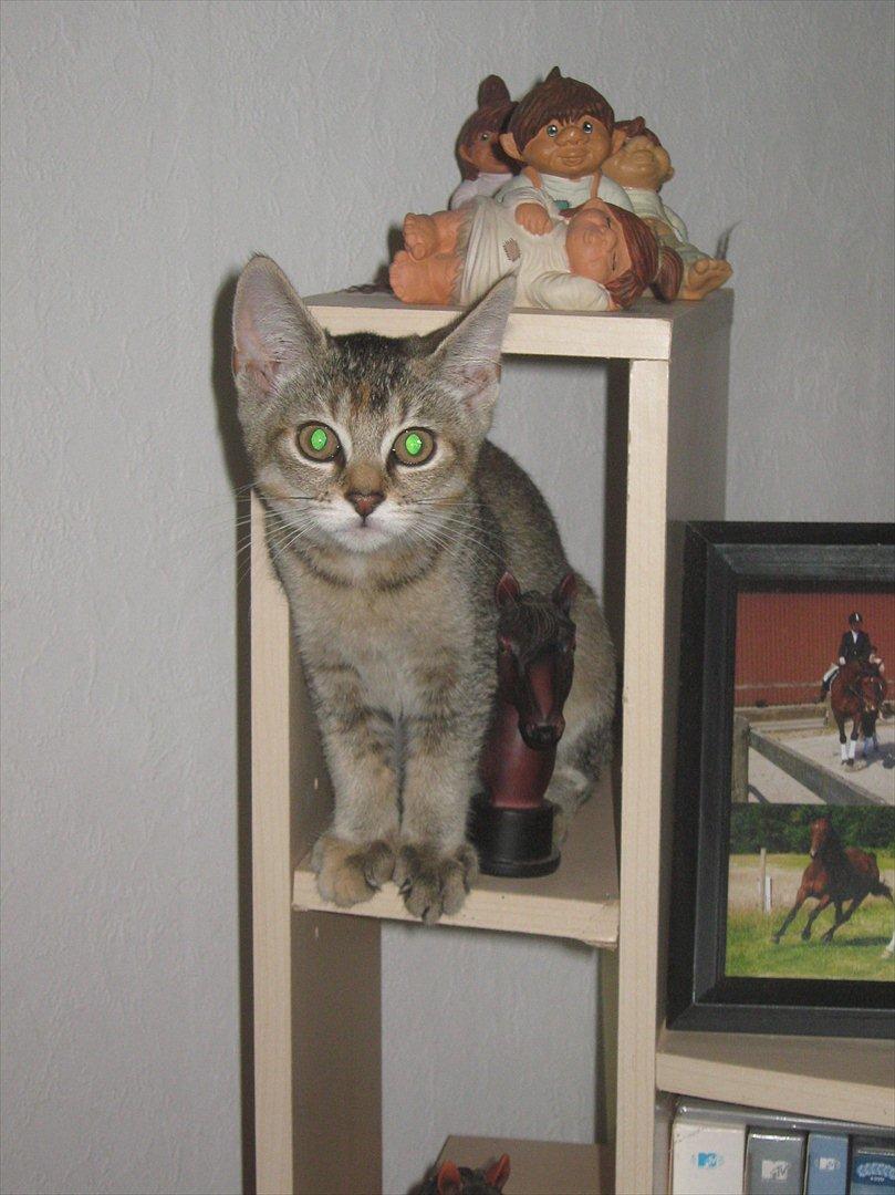 Huskat Coco billede 11