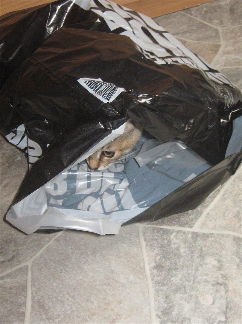 Huskat Coco billede 12