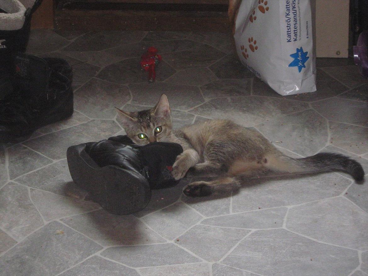 Huskat Coco billede 10