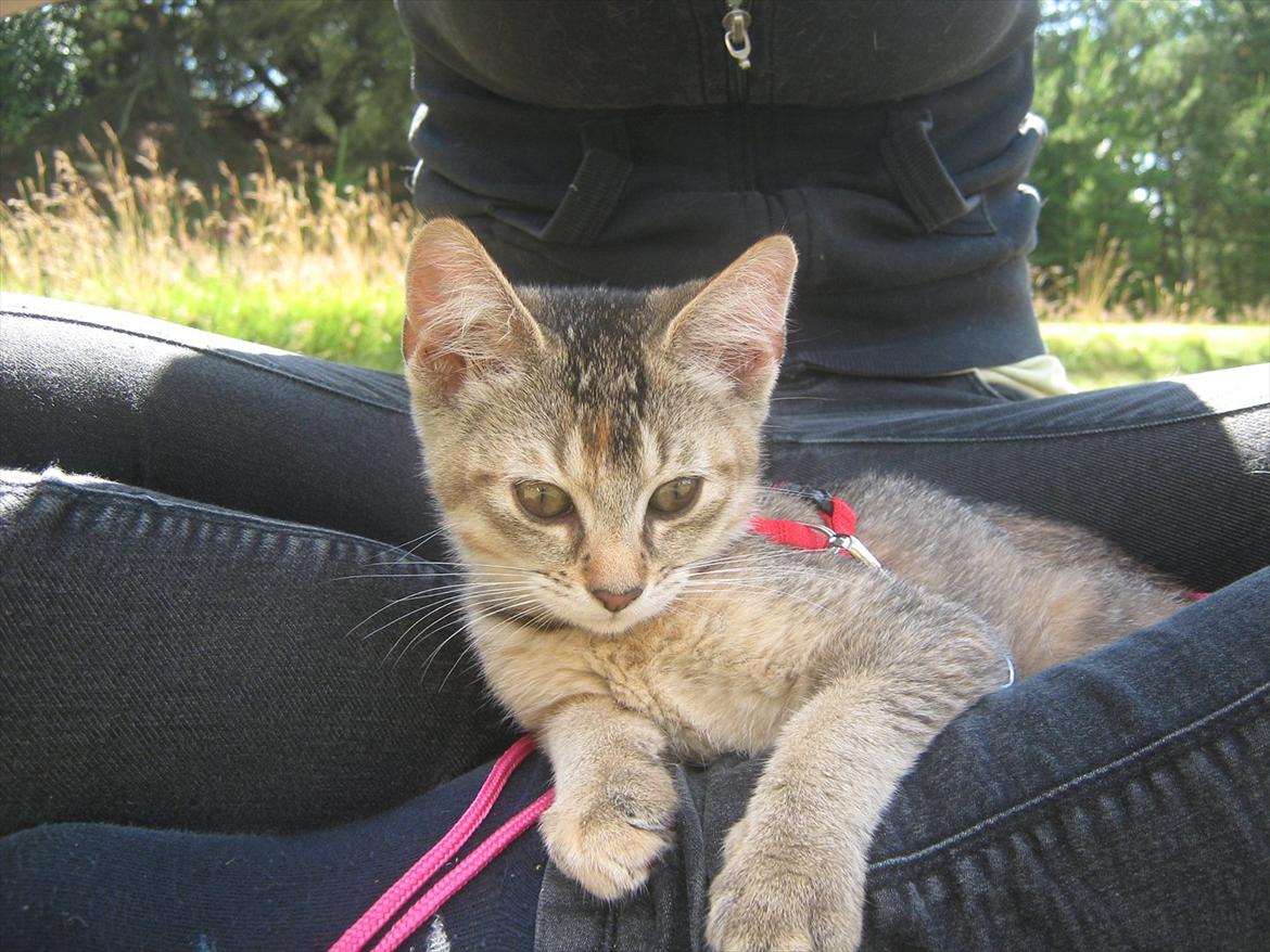 Huskat Coco billede 8