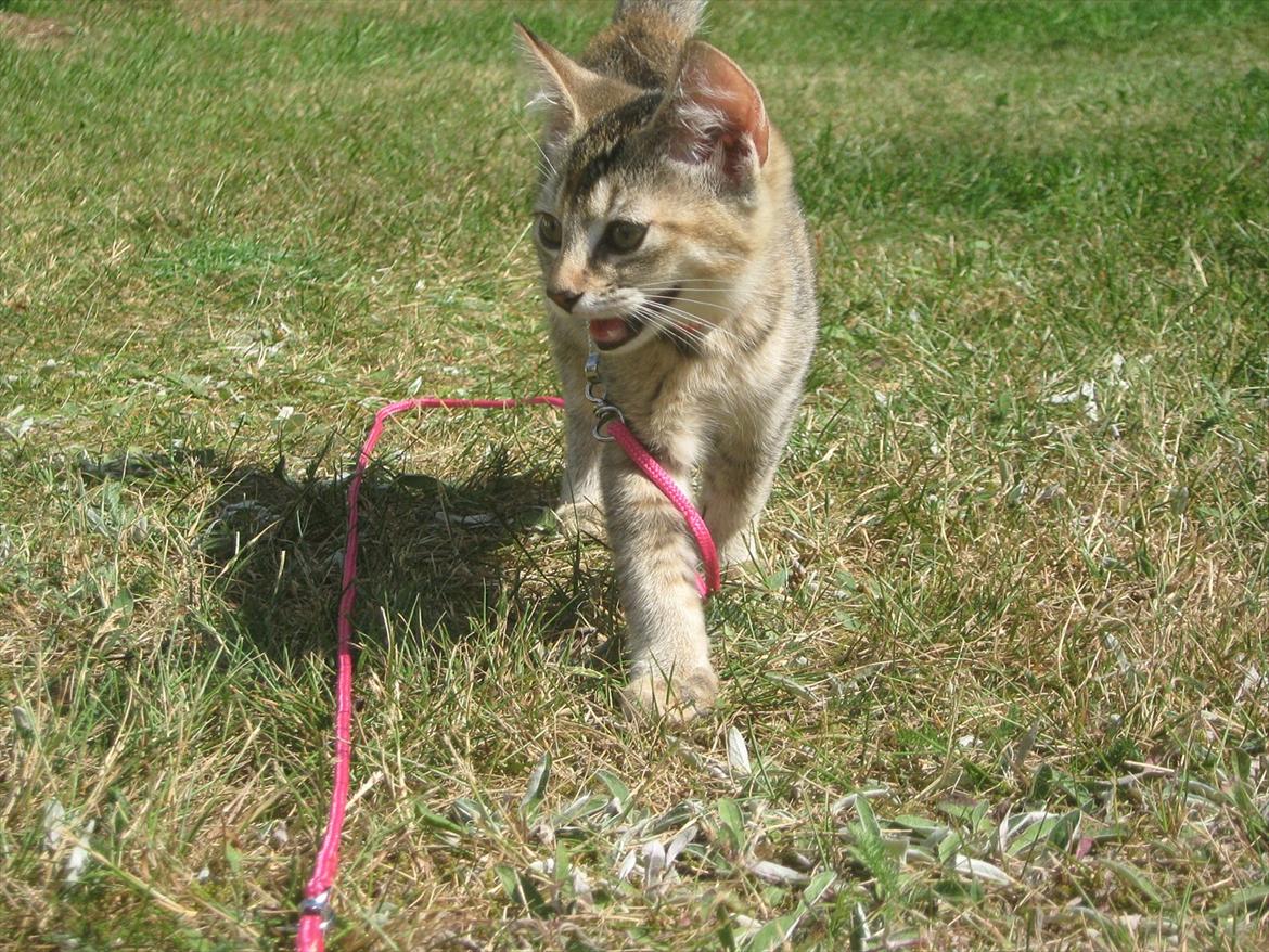 Huskat Coco billede 9