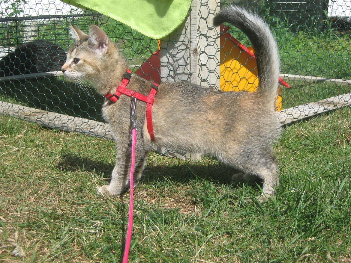 Huskat Coco billede 6