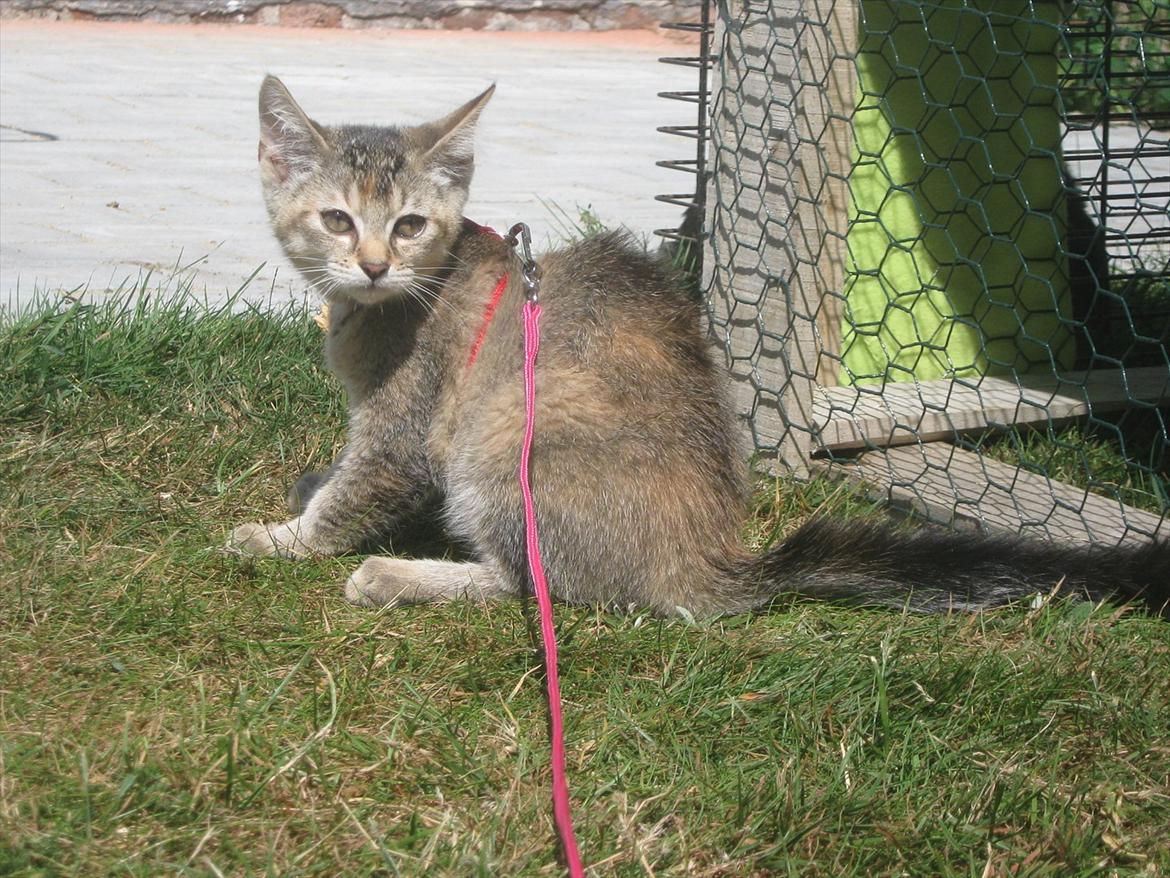 Huskat Coco billede 7