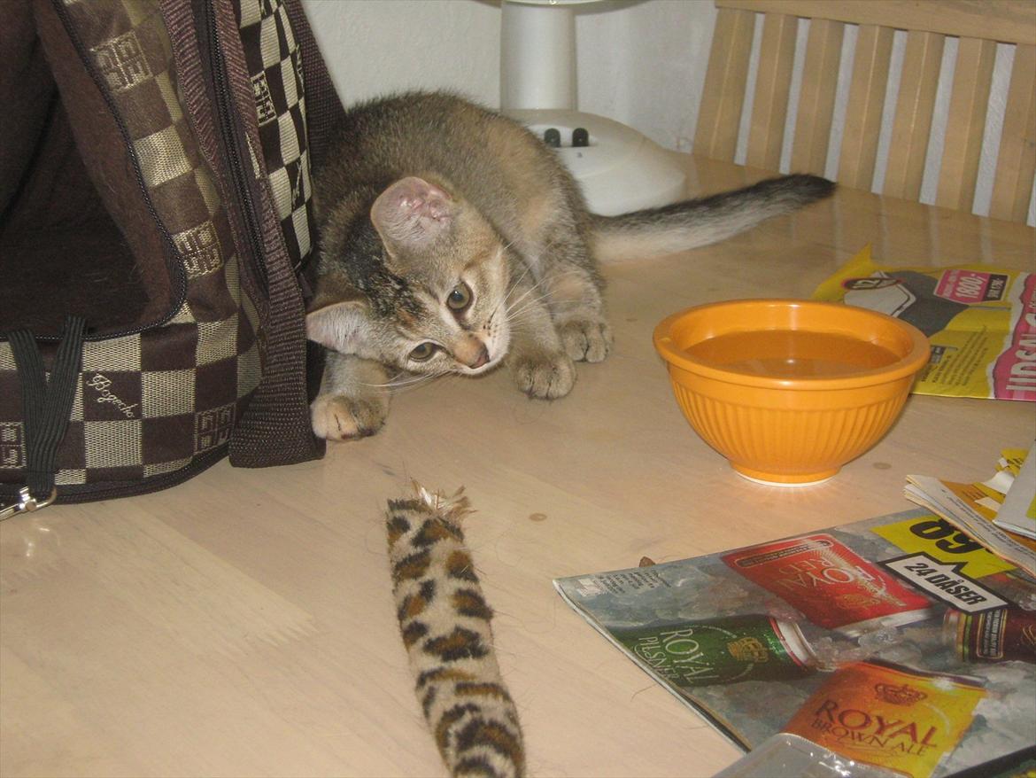 Huskat Coco billede 5