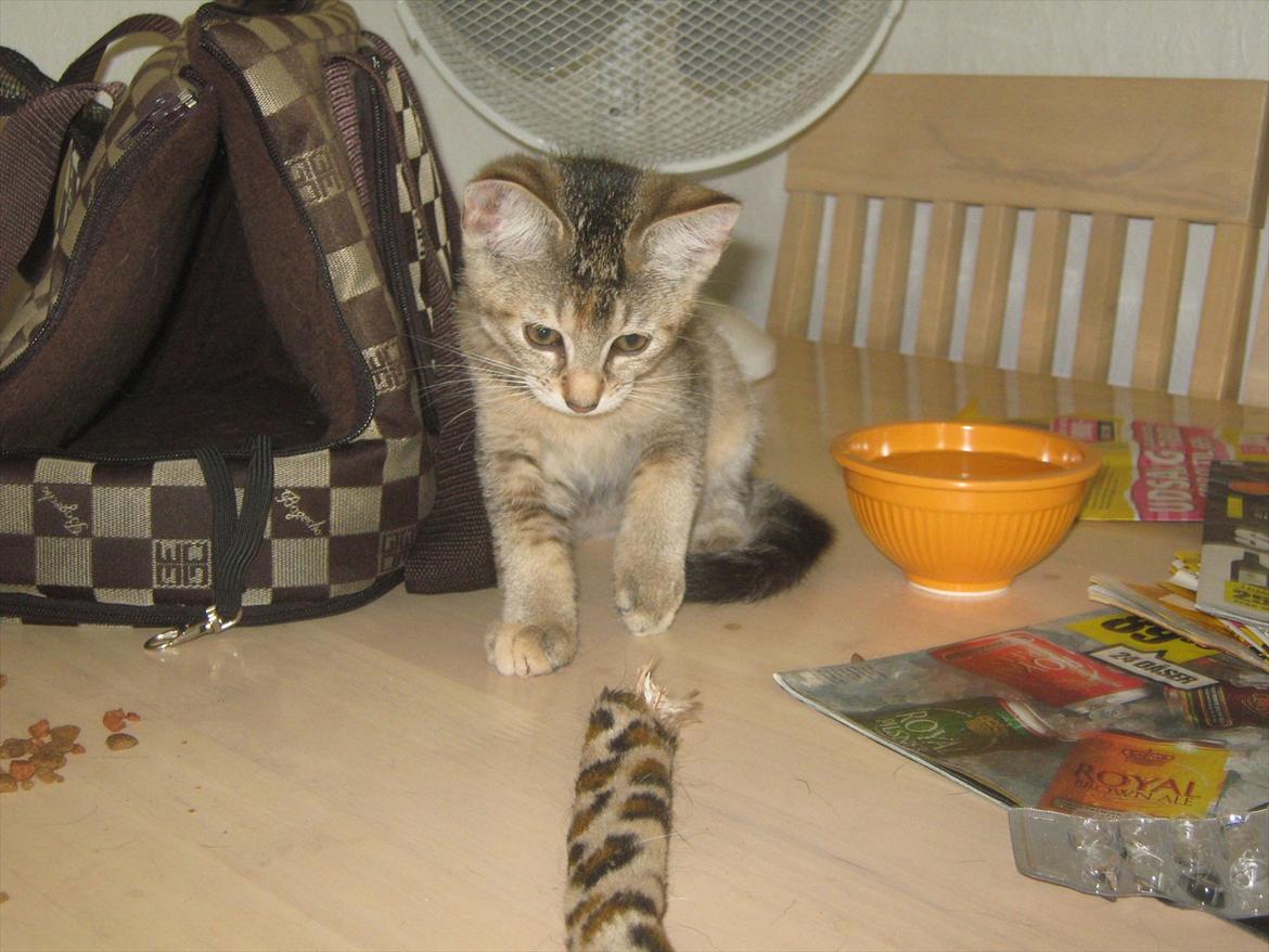 Huskat Coco billede 3