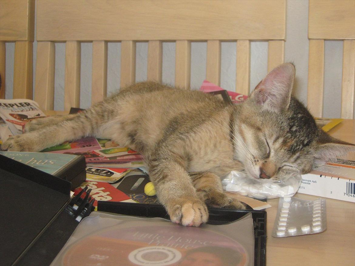 Huskat Coco billede 2