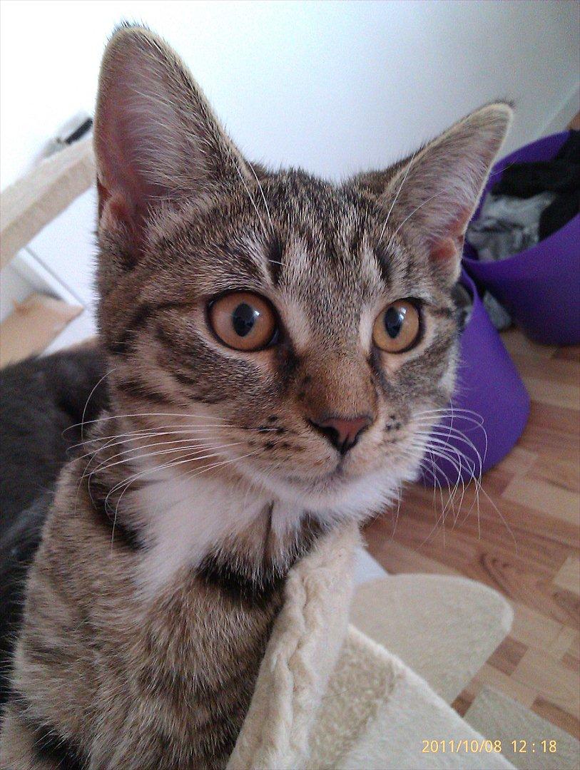 Blanding af racer Sveske - Sveske billede 1