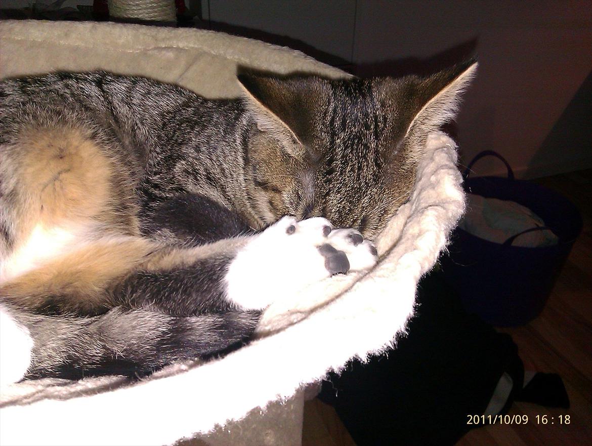 Blanding af racer Sveske - Sveske billede 2