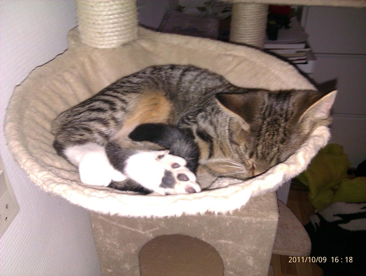 Blanding af racer Sveske - Sveske billede 3