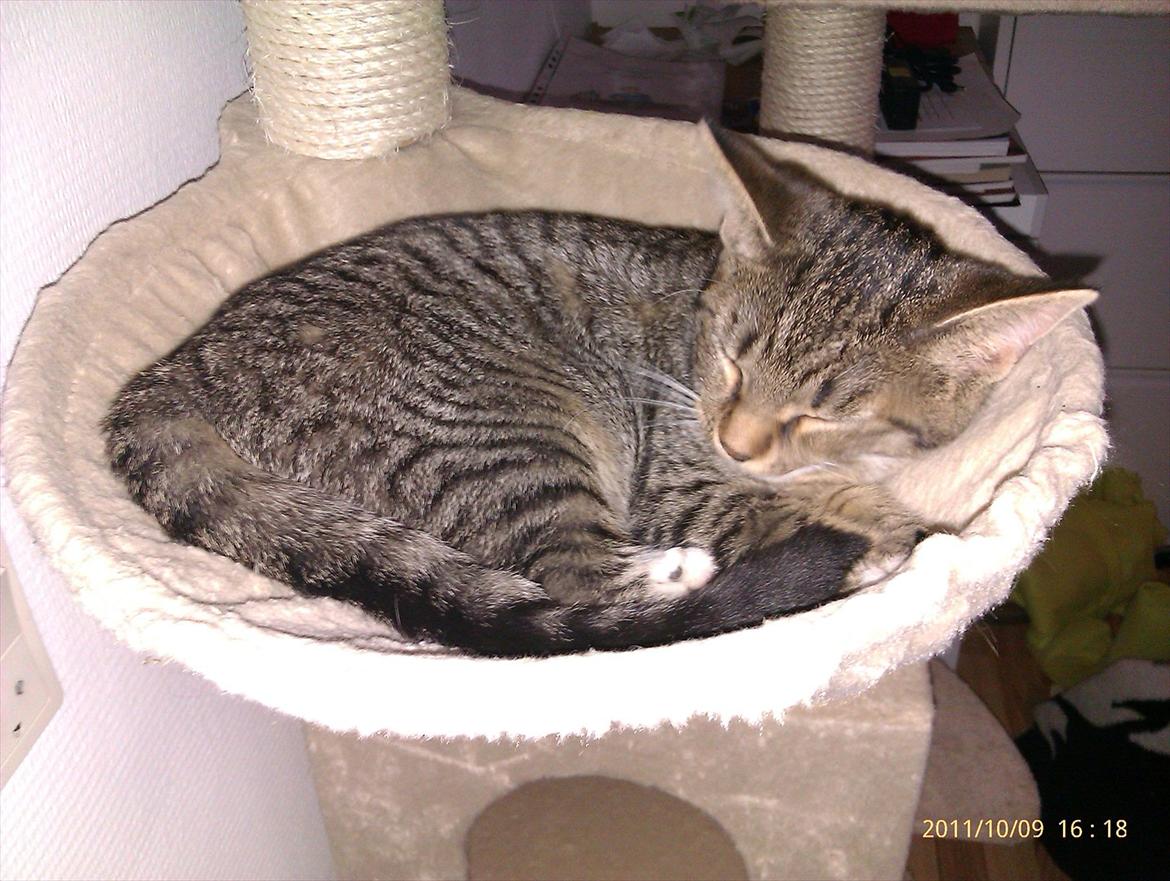 Blanding af racer Sveske - Sveske billede 4