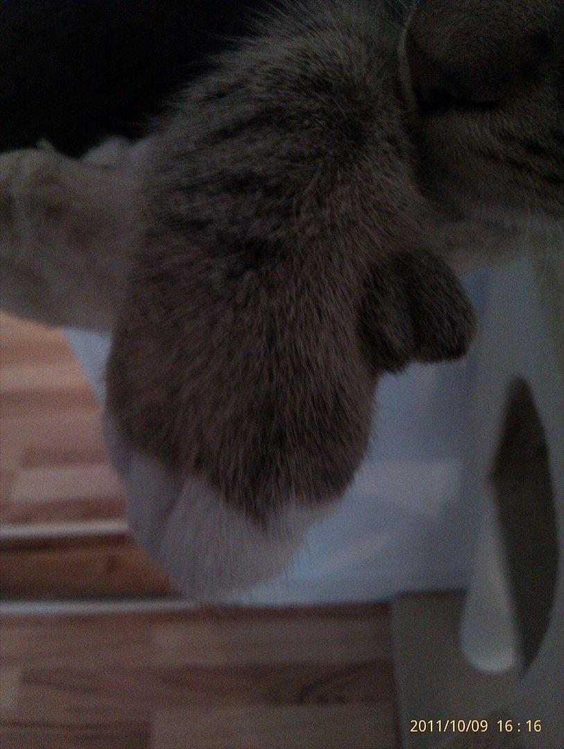 Blanding af racer Sveske - Sveske. Her kan man se at hun er polydactyl. Hun har en ekstra klo. billede 6