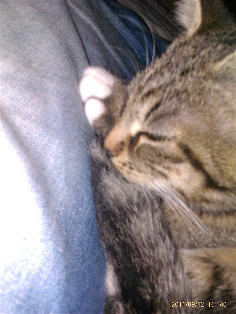 Blanding af racer Sveske - Sveske billede 7