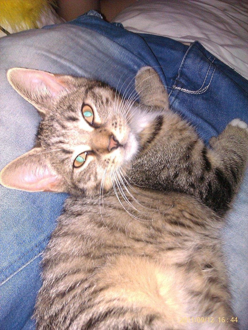 Blanding af racer Sveske - Sveske
 billede 8