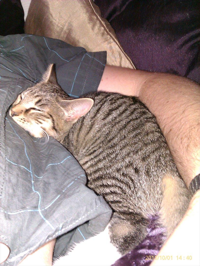 Blanding af racer Sveske - Sveske billede 10