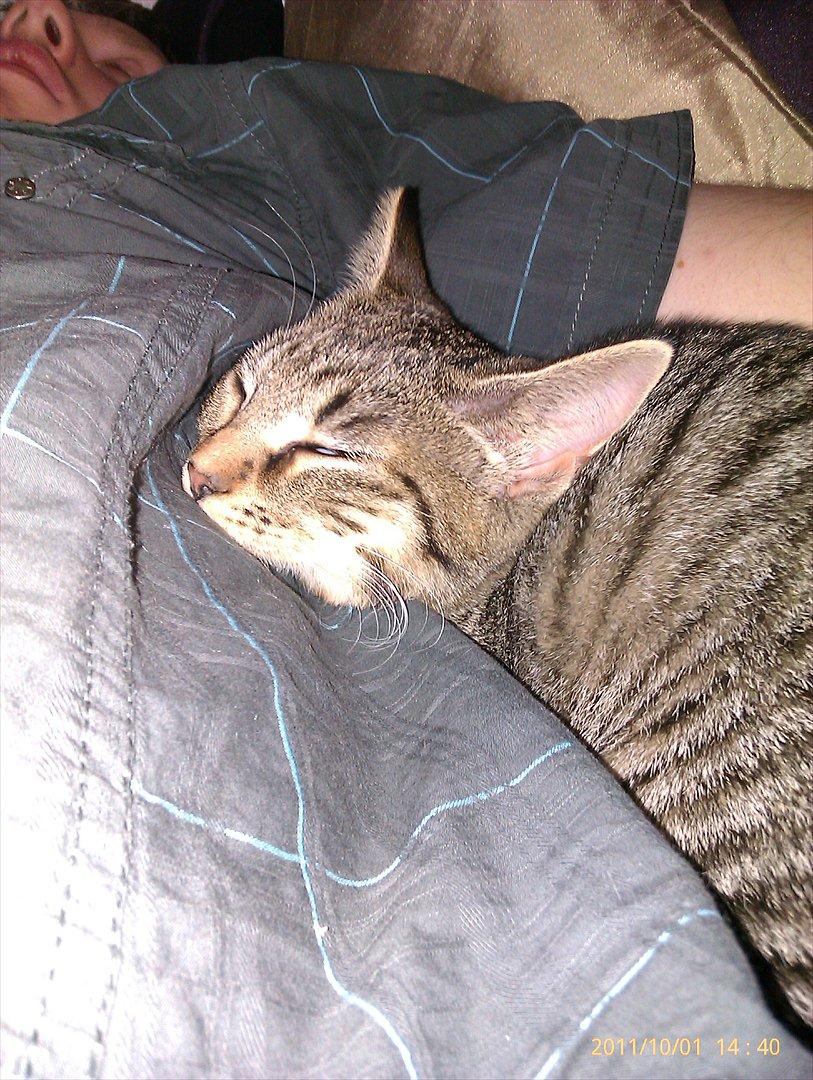 Blanding af racer Sveske - Sveske billede 11