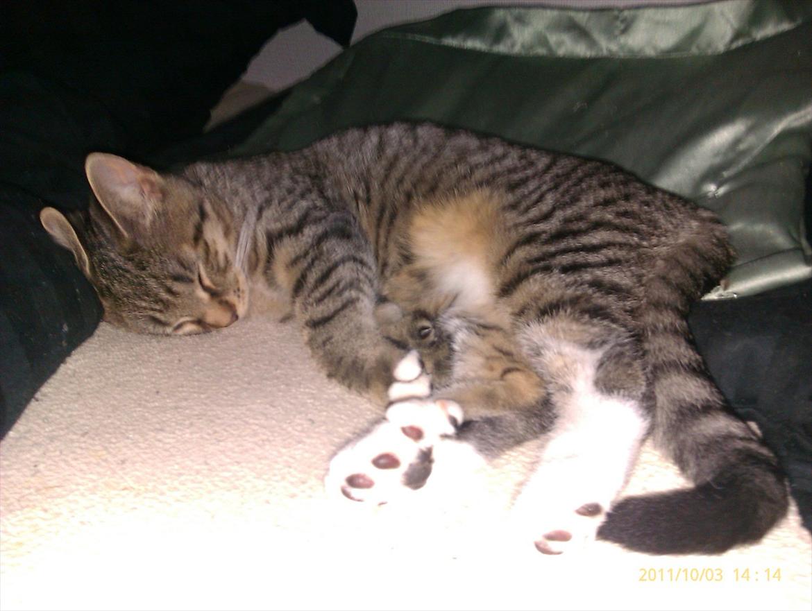 Blanding af racer Sveske - Sveske billede 12