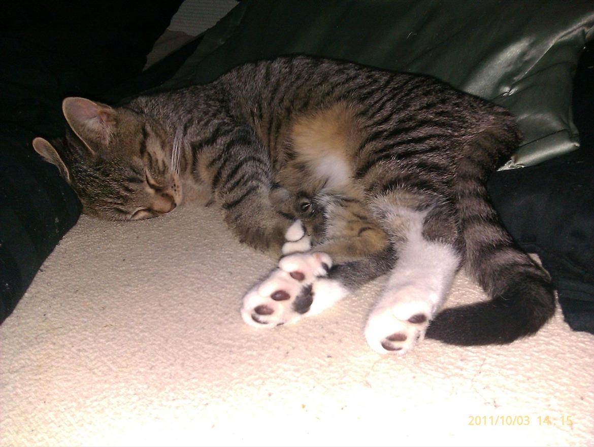 Blanding af racer Sveske - Sveske billede 13