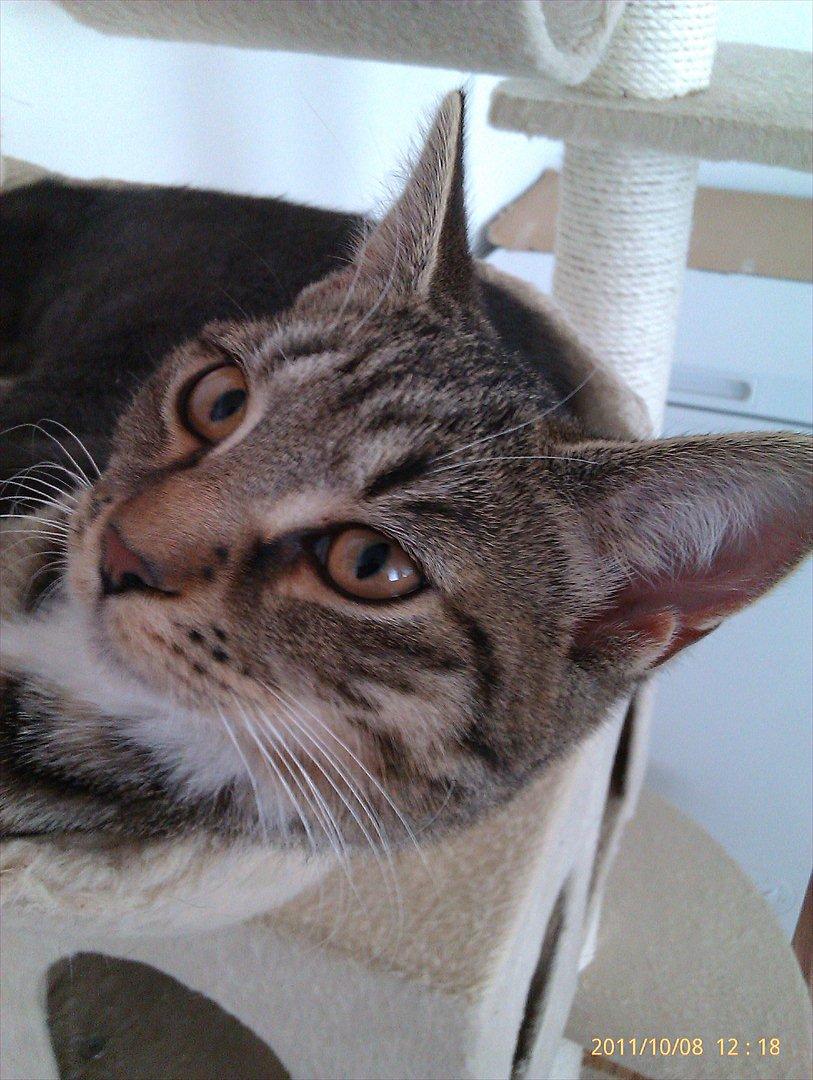 Blanding af racer Sveske - Sveske billede 14