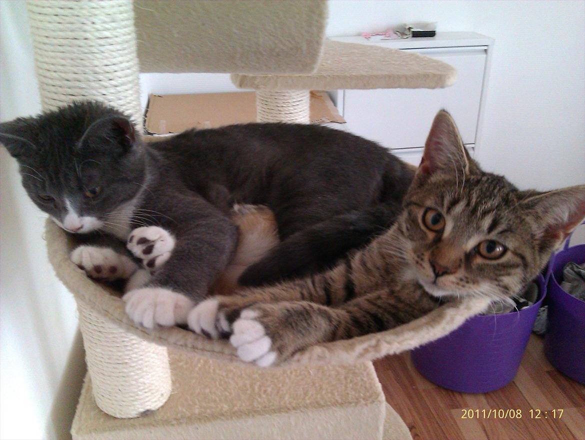 Blanding af racer Sveske - Sveske sammen med hendes søster Ufo billede 15