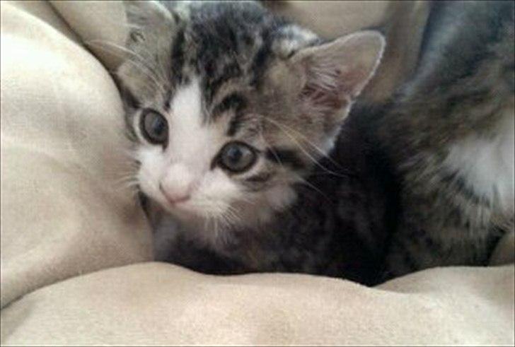 Blanding af racer Milo  - Trolden prøver sin nye pude med sin søster billede 4