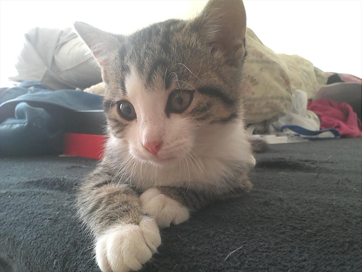 Blanding af racer Milo  - Halløj billede 5