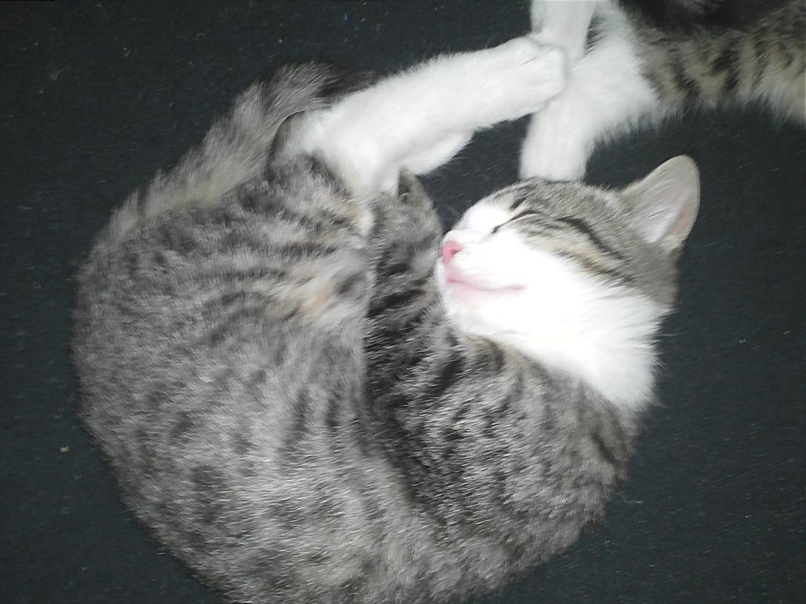 Blanding af racer Milo  - Jeg elsker at sove i sjove stillinger ;) billede 6