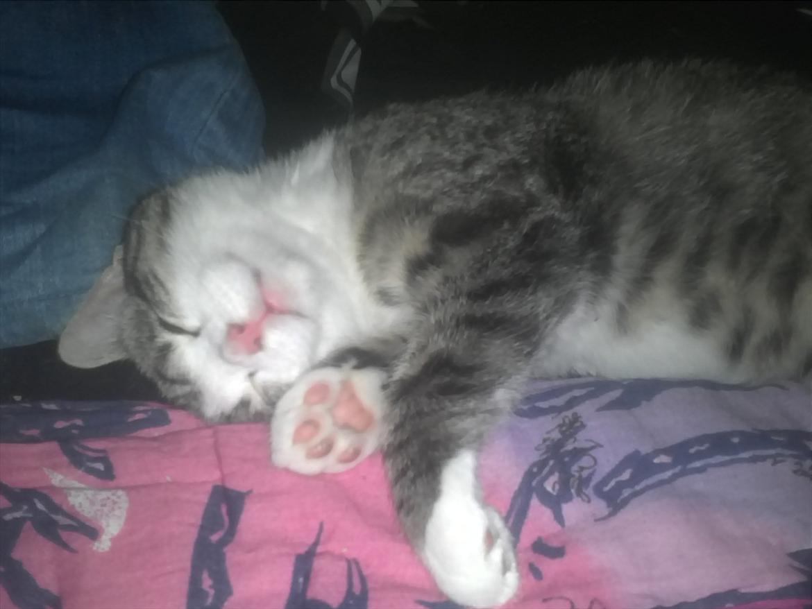 Blanding af racer Milo  - Jeg elsker at sove i sjove stillinger ;) billede 7