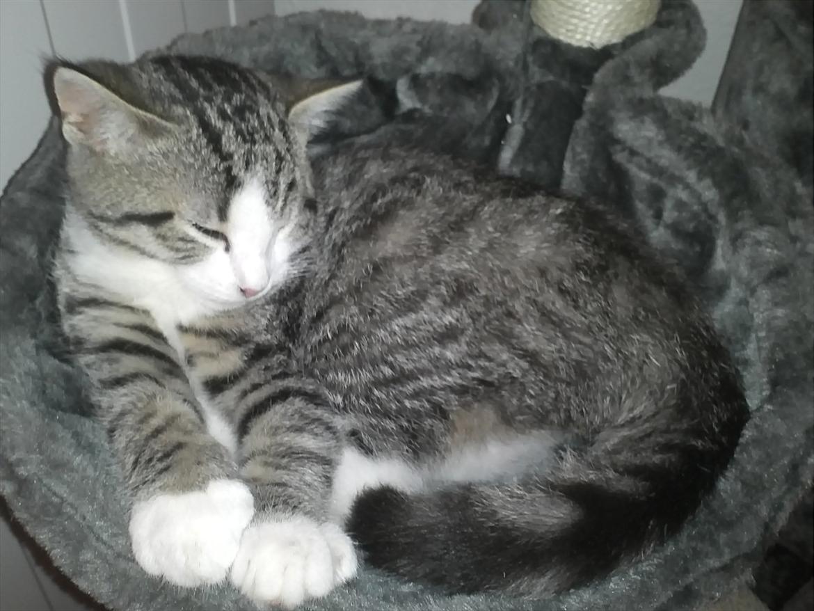 Blanding af racer Milo  - Prøver lige det nye katte træ billede 9