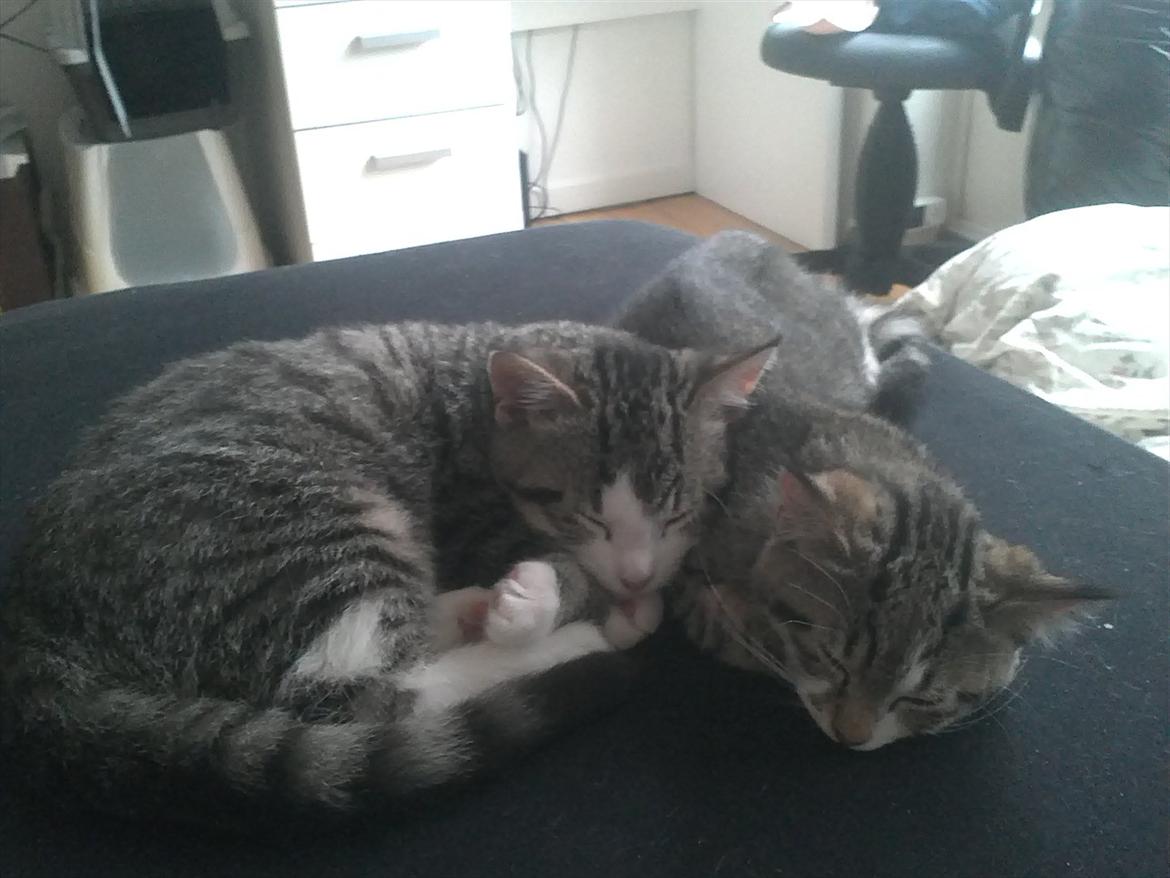 Blanding af racer Milo  - ZzZzZz billede 11