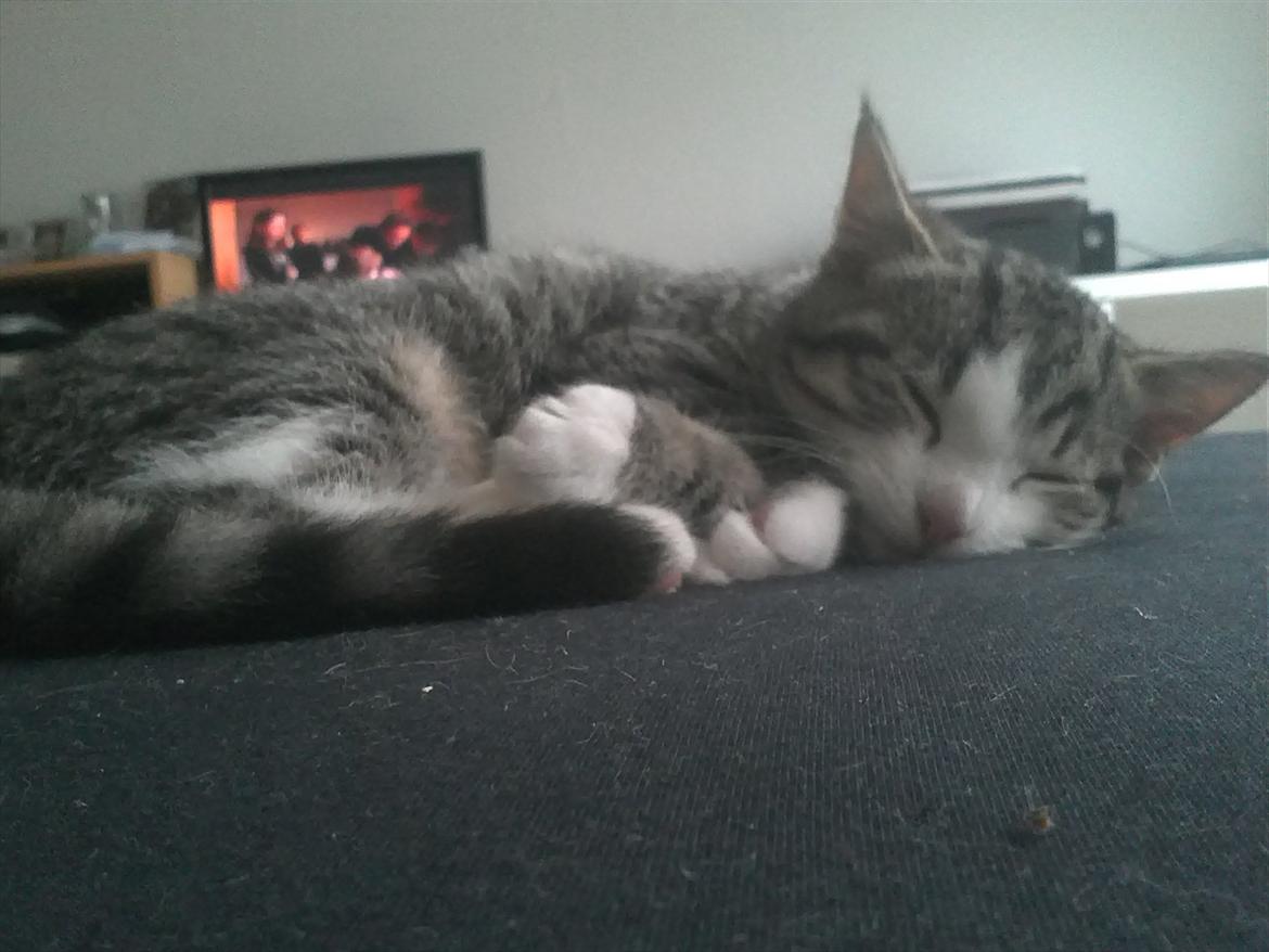 Blanding af racer Milo  - NUUH billede 12