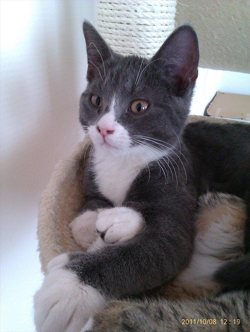 Blanding af racer Ufo - Ufo billede 1