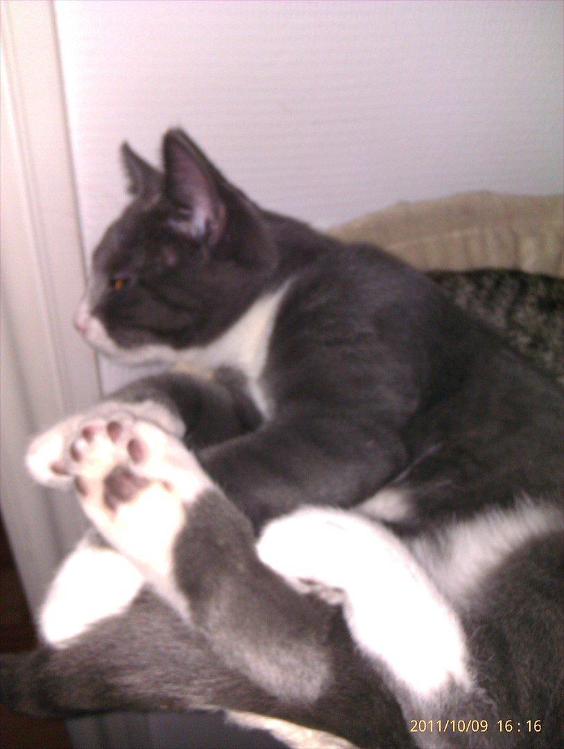 Blanding af racer Ufo - Ufo billede 3