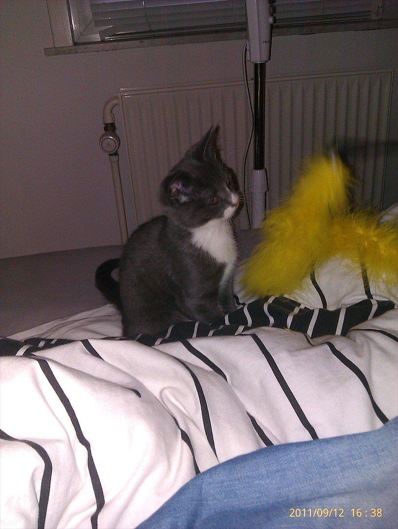 Blanding af racer Ufo - Ufo billede 4