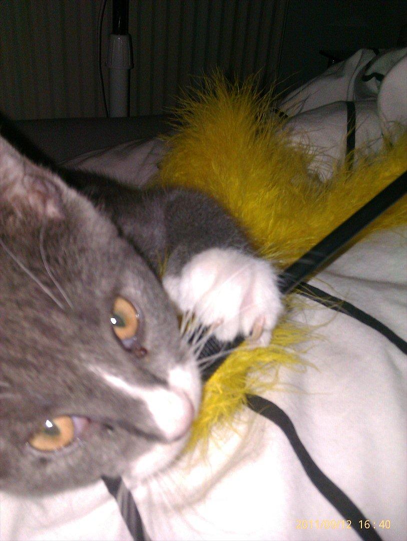 Blanding af racer Ufo - Ufo billede 5