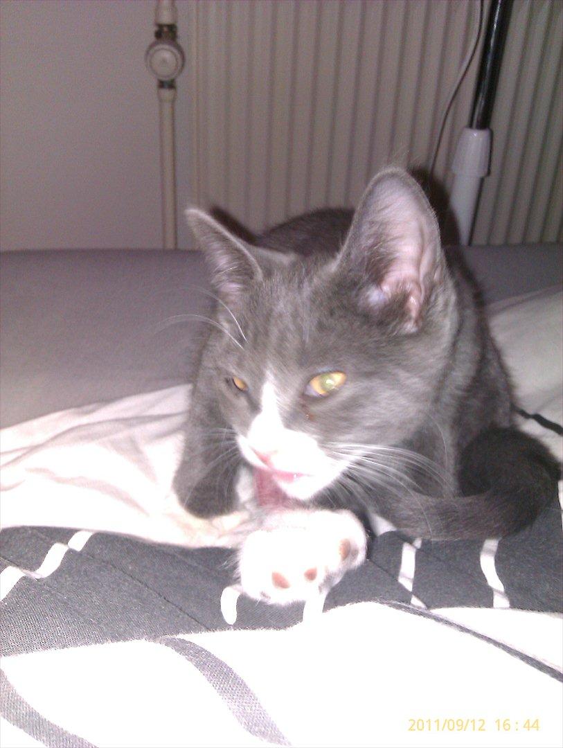 Blanding af racer Ufo - Ufo billede 6