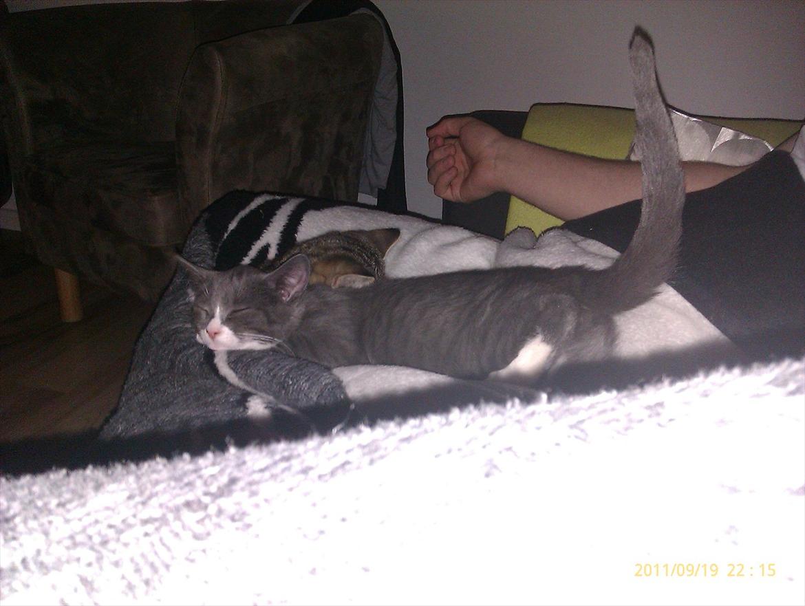 Blanding af racer Ufo - Ufo billede 7