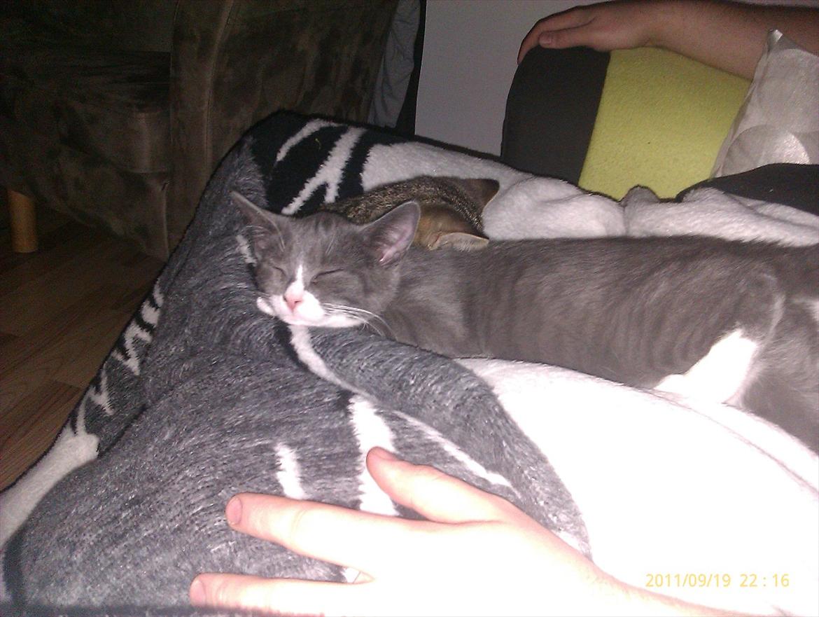 Blanding af racer Ufo - Ufo billede 8