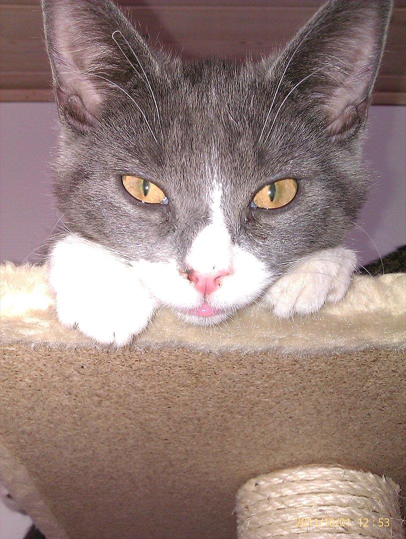 Blanding af racer Ufo - Ufo billede 9