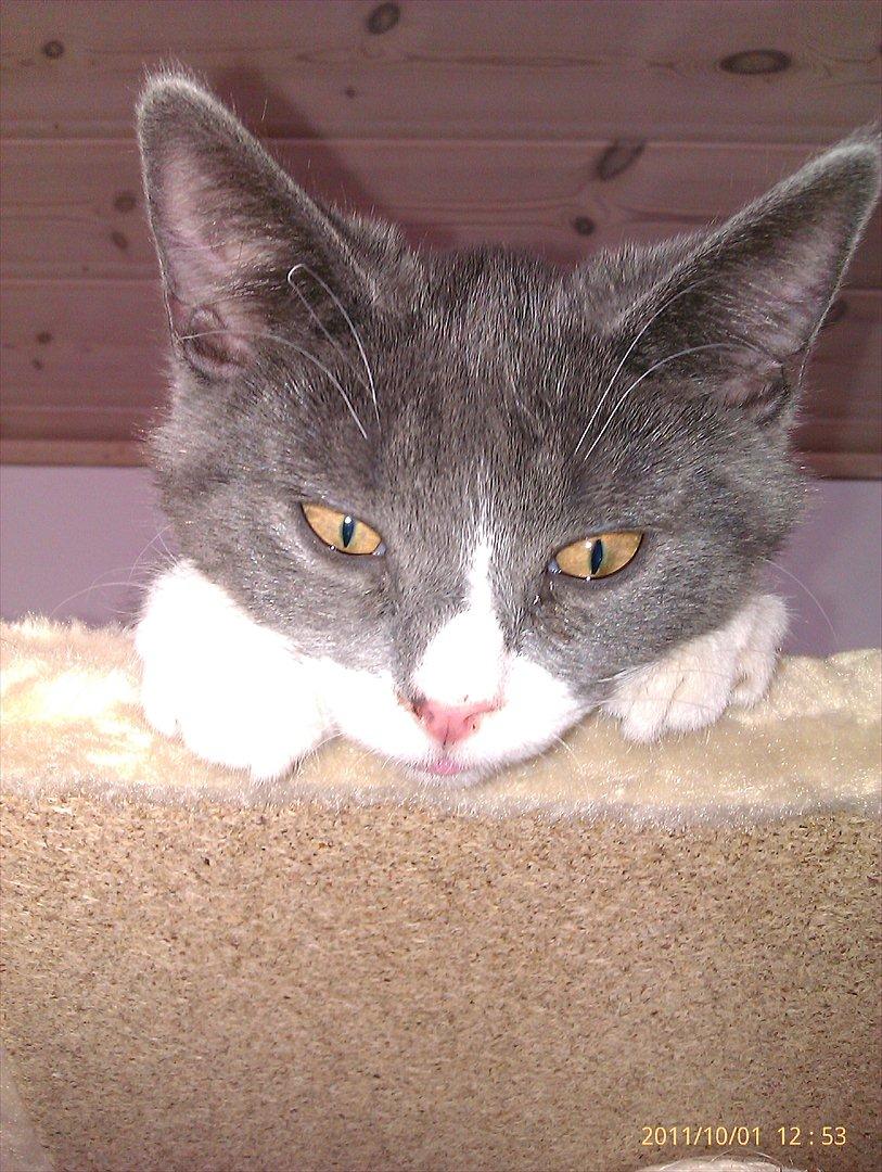 Blanding af racer Ufo - Ufo billede 10