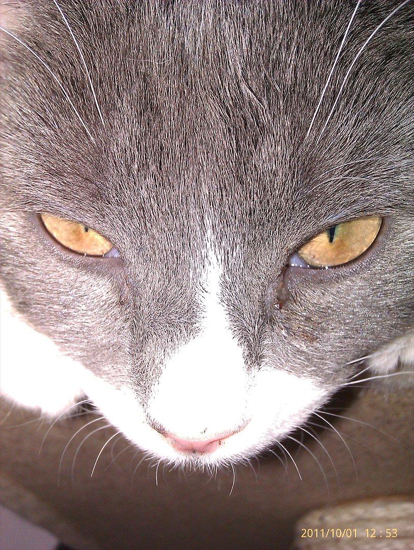 Blanding af racer Ufo - Ufo billede 11