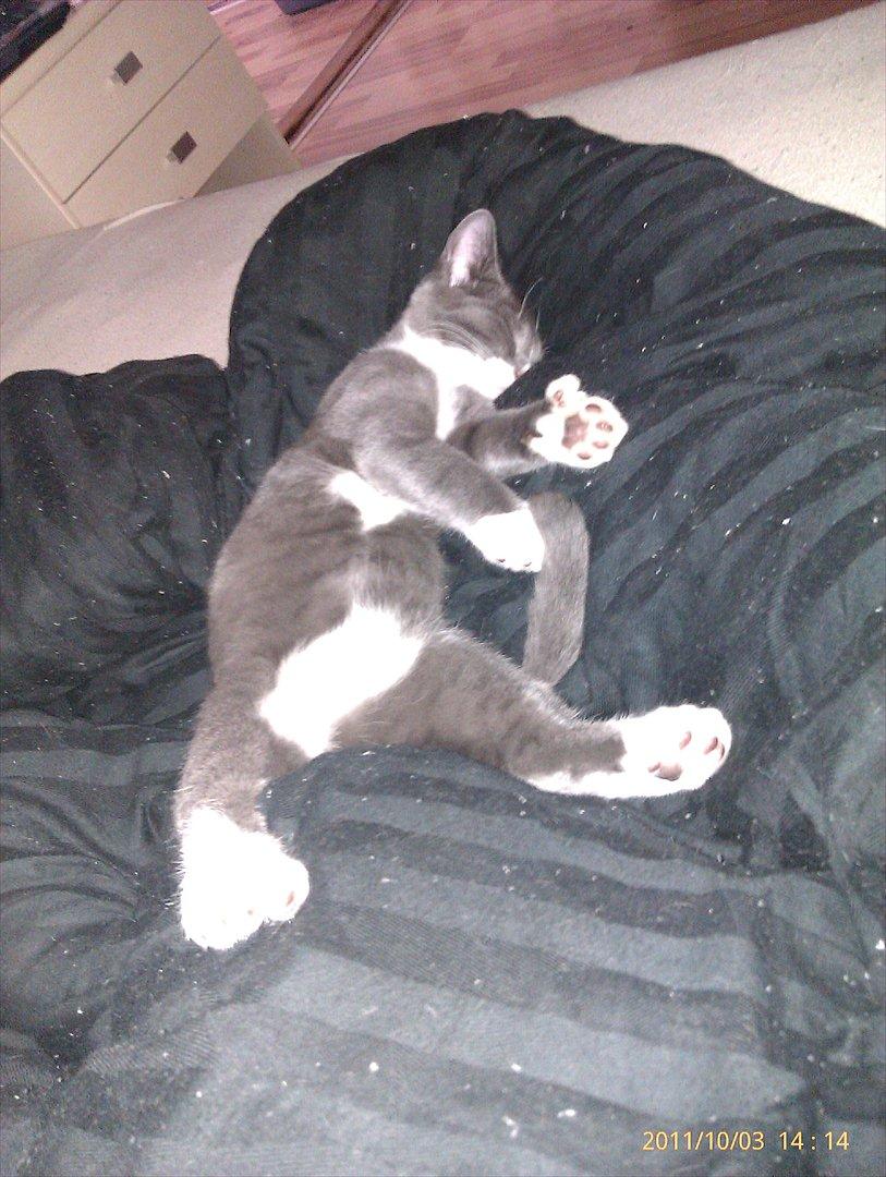 Blanding af racer Ufo - Ufo billede 12