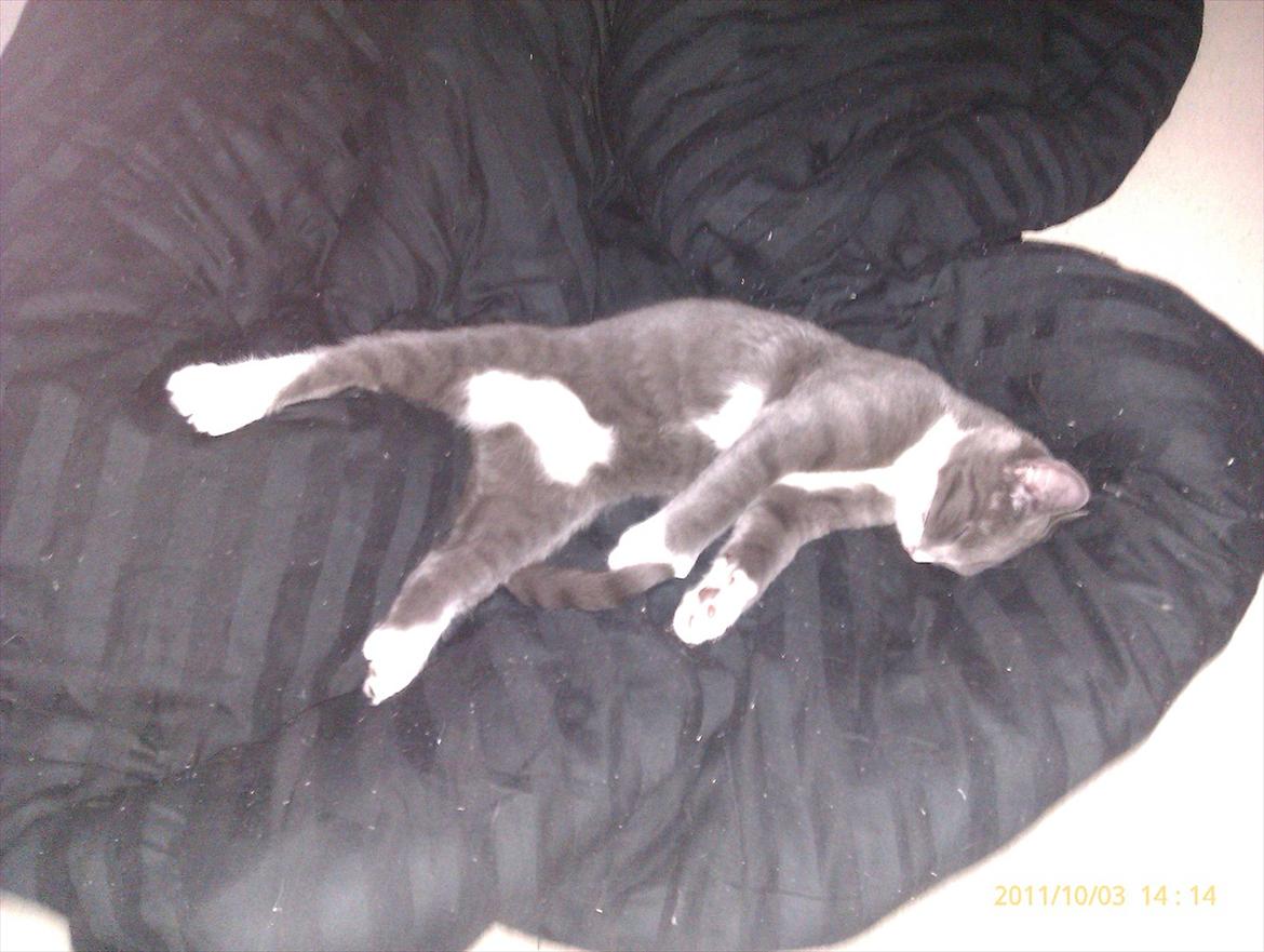 Blanding af racer Ufo - Ufo billede 13