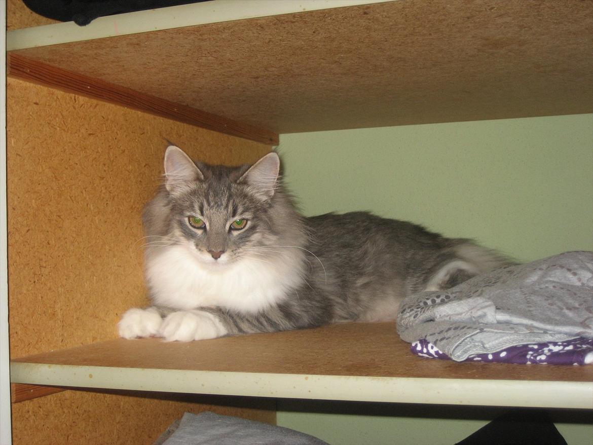 Norsk Skovkat Mr. twitches - 5½ md. gammel ;) og nu 4,5 kg  billede 10