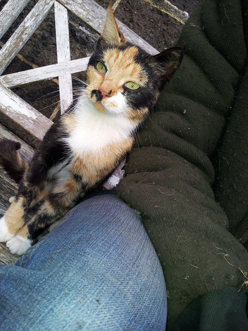 Blanding af racer Fione billede 1