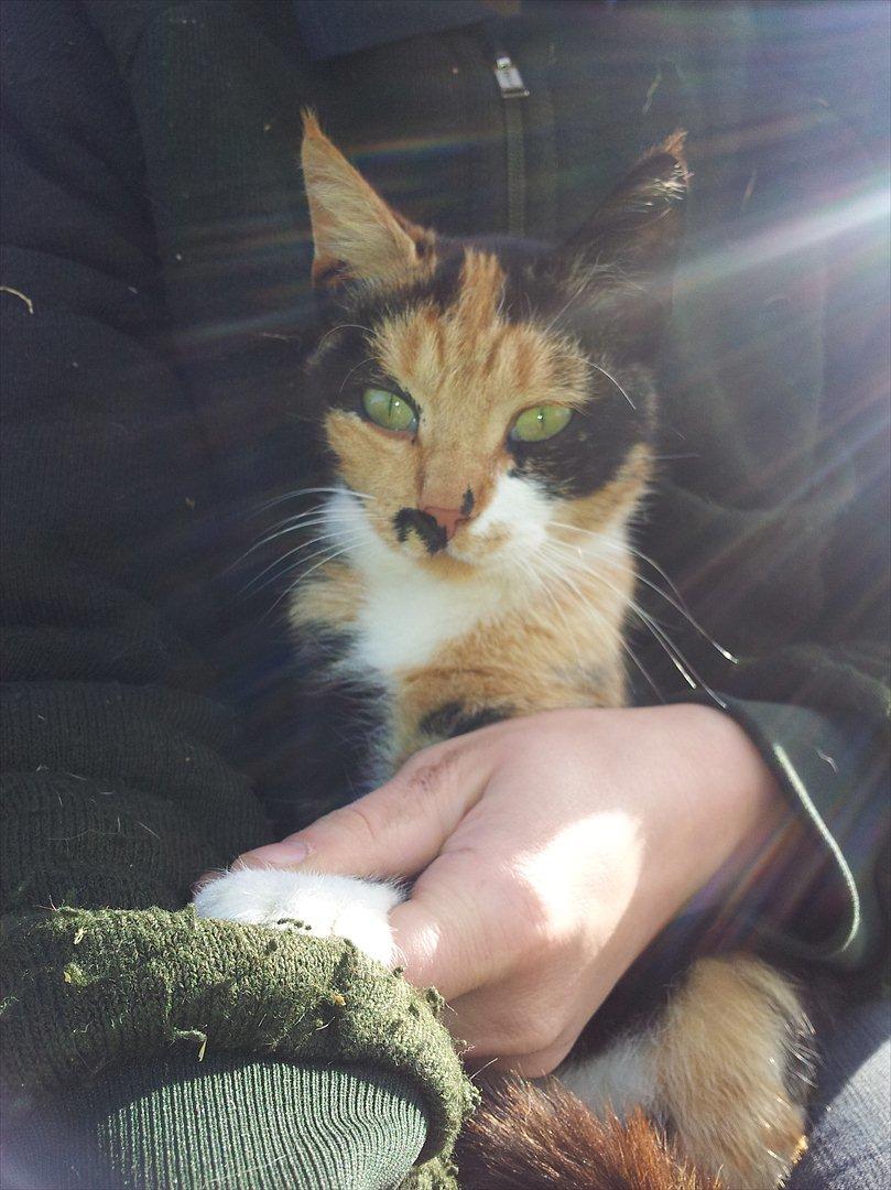 Blanding af racer Fione billede 2